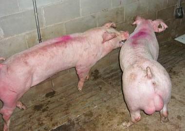 Resultados de diversas alternativas a la castración quirúrgica de cerdos - Image 12