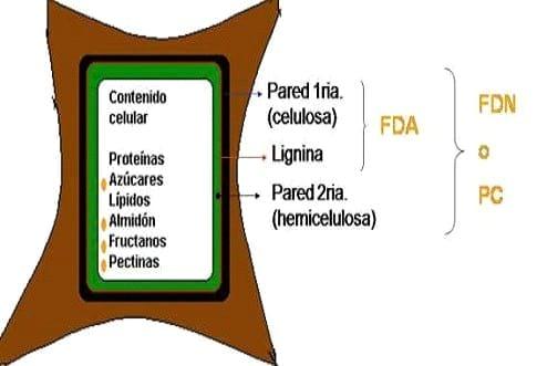 Caracterización de tres especies de plantas (Rumex Crispus, Azolla Anabaena, Beta Vulgaris) con potencial forrajero para consumo en alimentación animal - Image 6