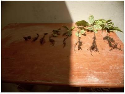 Eficacia de bioestimulante para inducir el Crecimiento y Desarrollo Radicular en Etapa de Vivero del Cultivo de Cacao bajo las condiciones del Valle Chancay (Perú) - Image 25