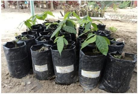 Eficacia de bioestimulante para inducir el Crecimiento y Desarrollo Radicular en Etapa de Vivero del Cultivo de Cacao bajo las condiciones del Valle Chancay (Perú) - Image 20