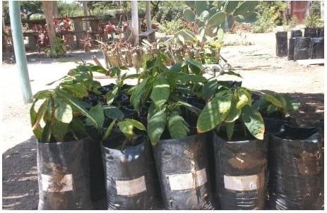 Eficacia de bioestimulante para inducir el Crecimiento y Desarrollo Radicular en Etapa de Vivero del Cultivo de Cacao bajo las condiciones del Valle Chancay (Perú) - Image 21