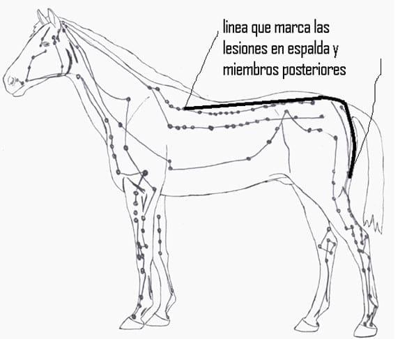 Prueba de acupresión para diagnóstico de problemas neurofuncionales para compra de caballos - Image 3