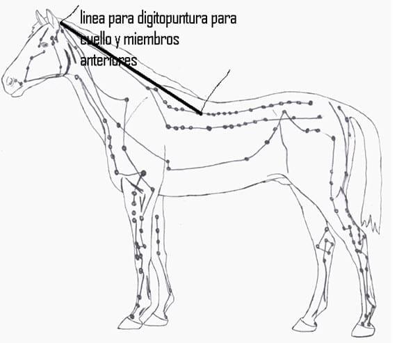 Prueba de acupresión para diagnóstico de problemas neurofuncionales para compra de caballos - Image 2