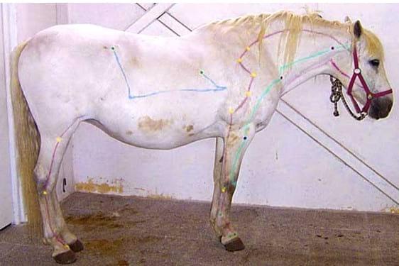 Prueba de acupresión para diagnóstico de problemas neurofuncionales para compra de caballos - Image 4