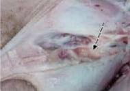 Hallazgos Histopatológicos, Hibridización in situ y Estudio Ultraestructural del Síndrome de Emaciación Multisistémico Porcino (PMWS) en Granjas en Venezuela - Image 3