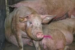 Prevención y control integral de enfermedades entéricas bacterianas en los cerdos - Image 2
