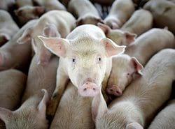 Prevención y control integral de enfermedades entéricas bacterianas en los cerdos - Image 3