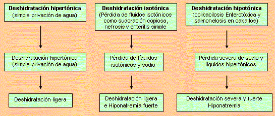Notas clínicas – Alteraciones de los fluidos corporales, electrolitos y balance ácido-base - Image 4