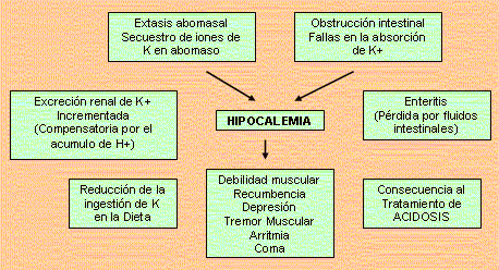 Notas clínicas – Alteraciones de los fluidos corporales, electrolitos y balance ácido-base - Image 6