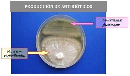 Uso de Bacterias Promotoras del Crecimiento Vegetal, Inoculantes en el cultivo de Maíz - Image 3