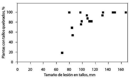 Susceptibilidad de híbridos de girasol (Helianthus annuus) a la podredumbre media del tallo y quebrado caulinar producido por Sclerotinia sclerotiorum - Image 3