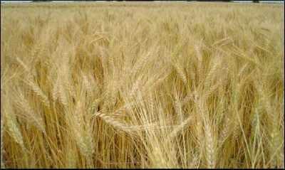 Efecto de fertilización foliar complementaria sobre rendimiento de trigo en siembra directa. - Image 8