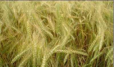 Efecto de fertilización foliar complementaria sobre rendimiento de trigo en siembra directa. - Image 9