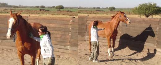 Recuperación de caballos maltratados, ¿es posible? - Image 1