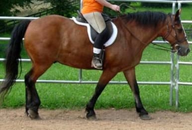 Movimiento del caballo funciones de sus componentes anatomicos y su interaccion con el centro de gravedad manteniendo el concepto del trapecio - Image 3