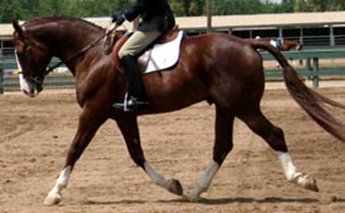 Movimiento del caballo funciones de sus componentes anatomicos y su interaccion con el centro de gravedad manteniendo el concepto del trapecio - Image 4