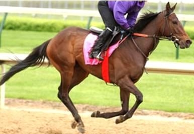 Movimiento del caballo funciones de sus componentes anatomicos y su interaccion con el centro de gravedad manteniendo el concepto del trapecio - Image 5