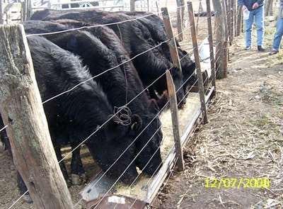 Engorde a corral de vacas de descarte con urea - Image 3