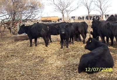 Engorde a corral de vacas de descarte con urea - Image 4