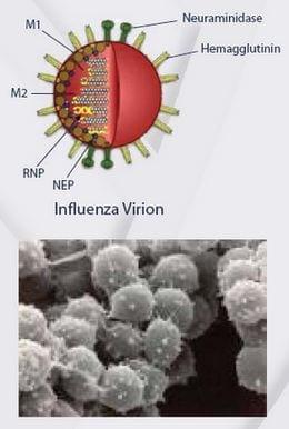 Influenza Norteamericana - Image 1