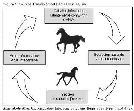 Rinoneumonitis Equina: un riesgo para la cría y la salud de la población equina colombiana - Image 1