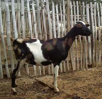 La cabra Santandereana - Image 1