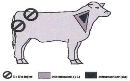 Instructivo contra la brucelosis bovina, bienestar animal y vacunación - Image 1
