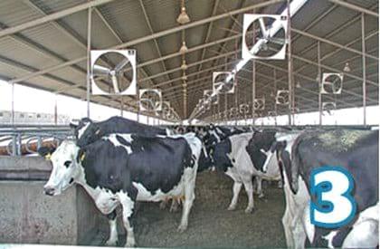 Estrés Calórico en vacas - Image 3
