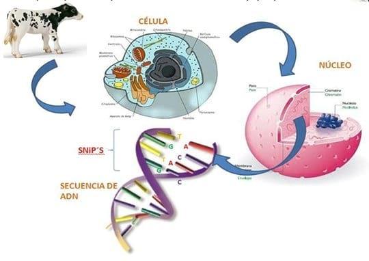 La selección genómica requerirá un flujo continúo de información - Image 3