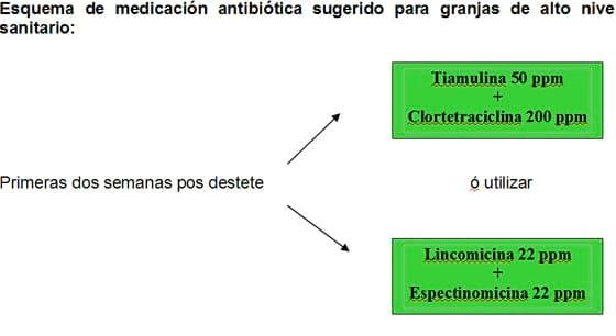 Estrategias antibioticas para el control de Enfermedades bacterianas respiratorias y entericas mas comunes en granjas porcinas - Image 2