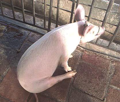 Comportamiento de cerdas ovariectomizadas en una granja porcina de Villa Clara, Cuba - Image 3
