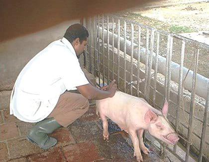 Comportamiento de cerdas ovariectomizadas en una granja porcina de Villa Clara, Cuba - Image 1