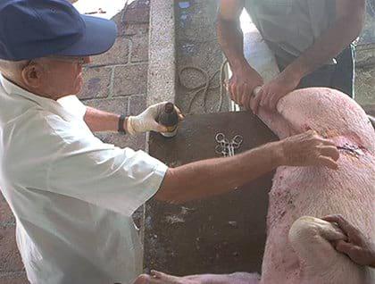 Comportamiento de cerdas ovariectomizadas en una granja porcina de Villa Clara, Cuba - Image 8