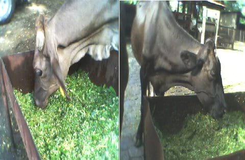 Suplementación con Nacedero (Trichanthera gigantea) y Morera (Morus alba) y el efecto sobre producción y calidad de leche, finca San Ramón, Matagalpa, Nicaragua, 2010 - Image 2