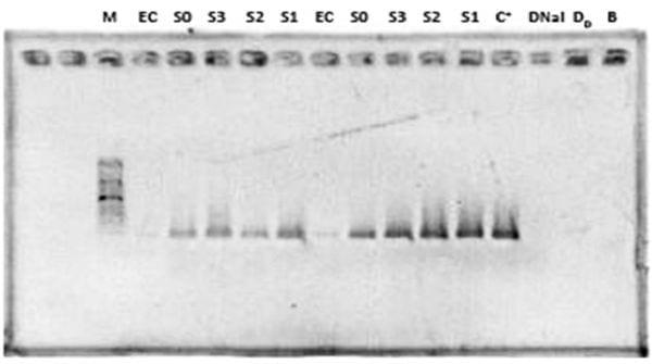 Evaluación de tres métodos de extracción de ADN de Salmonella SP en huevos de gallina contaminados artificialmente - Image 1