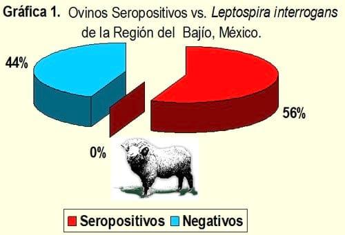 Importancia de la Leptospirosis en Ovinos del Bajío de México - Image 2