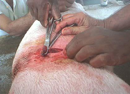Comportamiento de cerdas ovariectomizadas en una granja porcina de Villa Clara, Cuba - Image 7