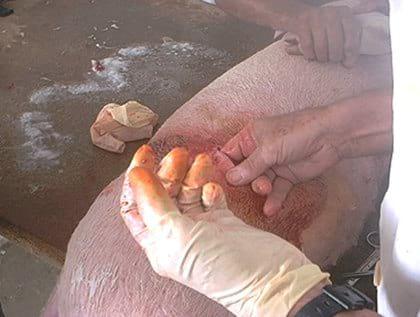 Comportamiento de cerdas ovariectomizadas en una granja porcina de Villa Clara, Cuba - Image 4
