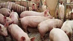 Salmonelosis porcina: un problema global - Image 4