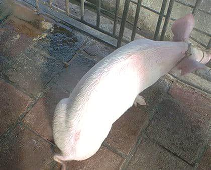 Comportamiento de cerdas ovariectomizadas en una granja porcina de Villa Clara, Cuba - Image 2
