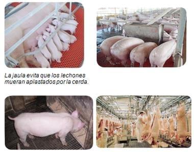 En defensa de la carne de cerdo - Image 4