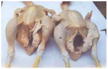 Nuevos resultados en el estudio de plantas de la amazonía peruana con actividad pigmentante de la piel del pollo de carne - Image 11