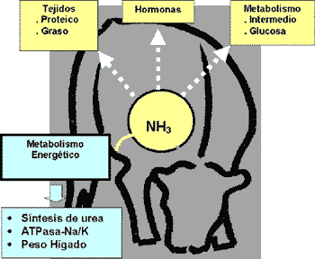 ¿Afecta el exceso de amonio ruminal el gasto energético de rumiantes? - Image 1