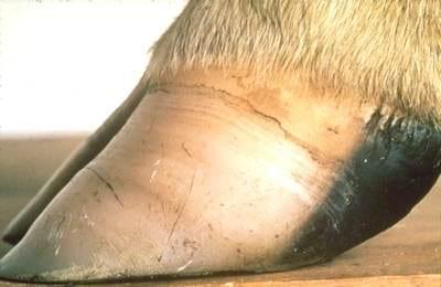 Laminitis: una piedra en el zapato de sus animales - Image 4