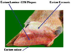 Laminitis: una piedra en el zapato de sus animales - Image 5