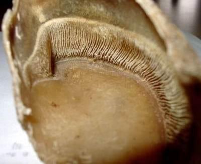 Laminitis: una piedra en el zapato de sus animales - Image 7