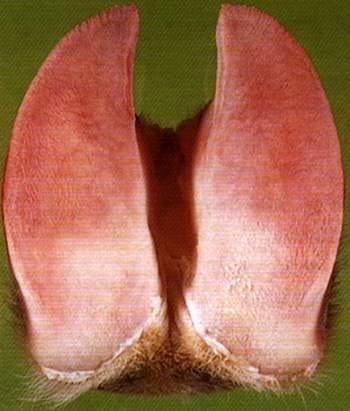 Laminitis: una piedra en el zapato de sus animales - Image 16