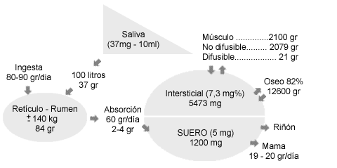 Calcio, Fósforo, Vitamina D y Parathormona. - Image 8