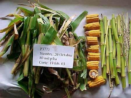 Calidad nutritiva de la planta de maíz para silaje - Image 2