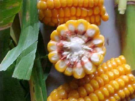 Calidad nutritiva de la planta de maíz para silaje - Image 3